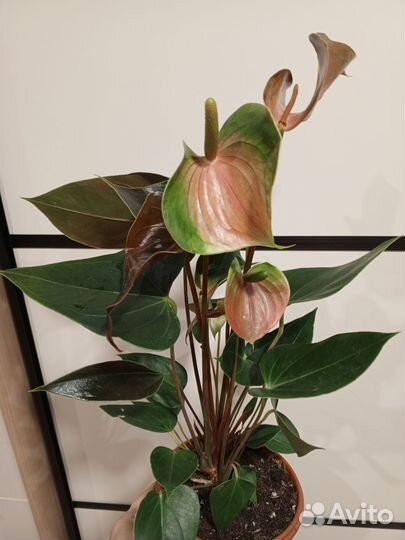 Сортовые Диффенбахии