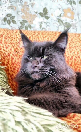 Мейн-кун внучка Малифисенты, голубой солид