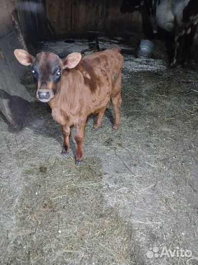 Бычок 2 месяца