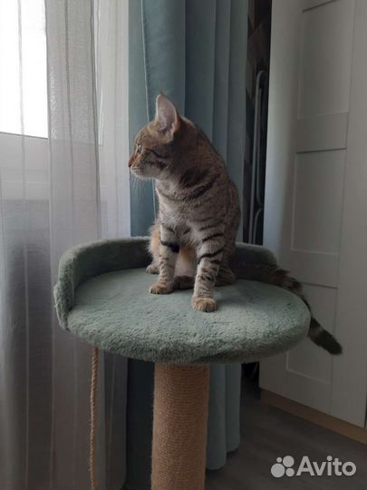 Кошечка 7 мес