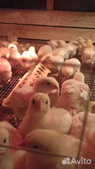 Цыплята бройлеры подрощенные
