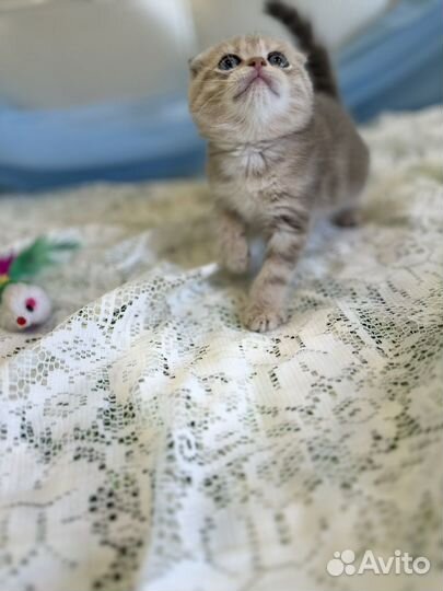 Шотландский вислоухий