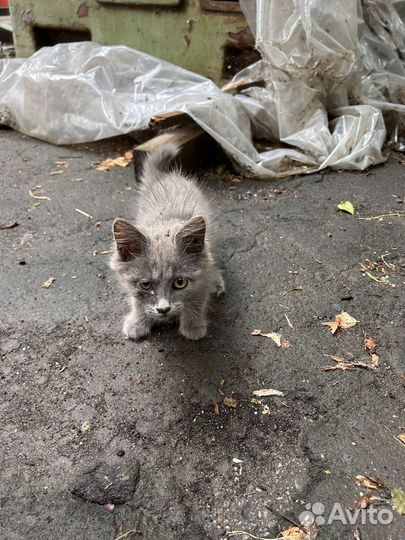 Котята в добрые руки бесплатно