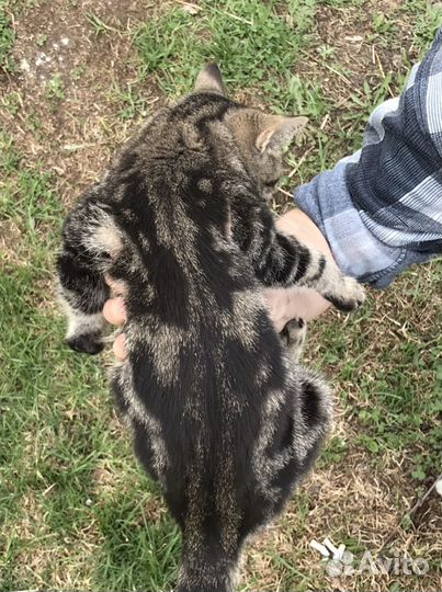 Кошка тигруля с мраморным окрасом