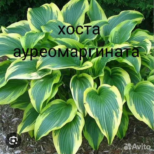 Рассада многолетних цветов