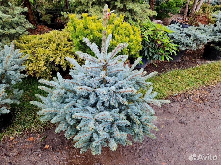 Ель голубая