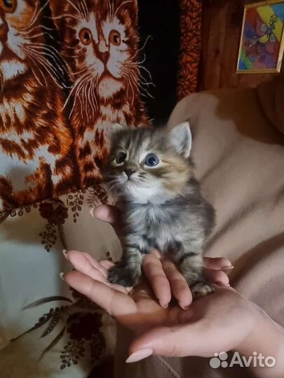 Кошка в дар бесплатно
