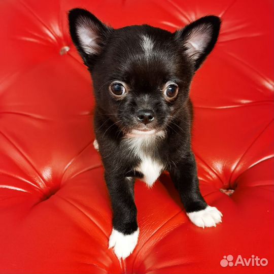 Щенки чихуахуа мини