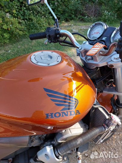 Hohda hornet