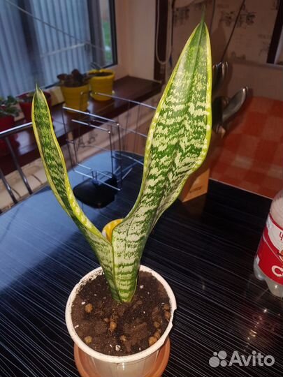 Сансевиерия