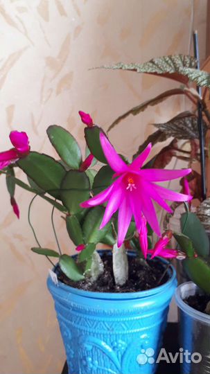 Декабрист шлюмбергера рапсиладопсис