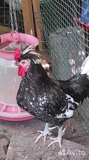 Китайская королевская курочка, соберу И/Я