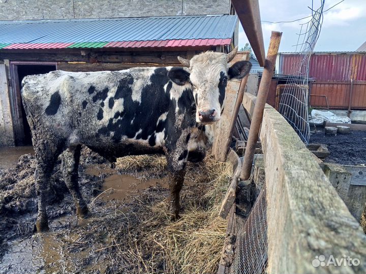 Бык и две тёлочки