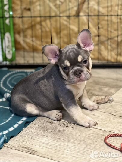 Французский бульдог щенки