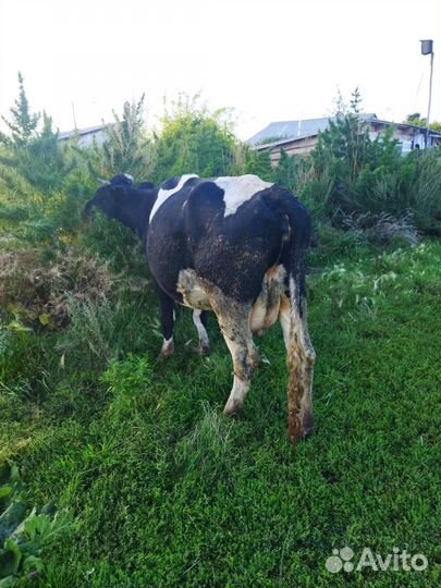 Коровы 3 головы