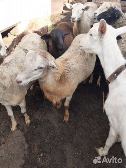 Катумские бараны