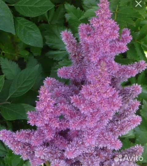 Астильба малиновая, розовая, белая саженцы