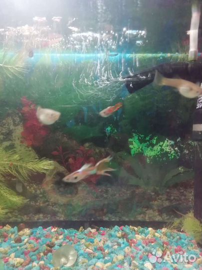 Аквариумные рыбки и креветки
