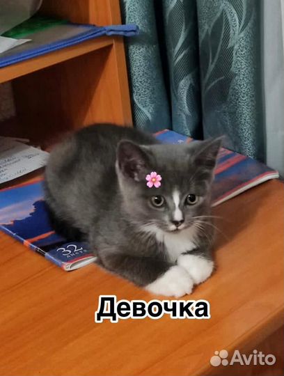 Котята в добрые руки
