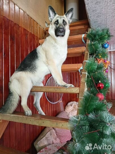 Собаки щенки немецкая овчарка