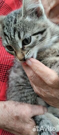 Котенок добрые руки