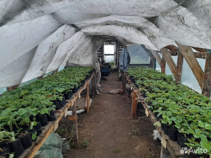 Рассада клубники