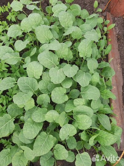 Рассада помидоров, брокколи, перца,баклажанов