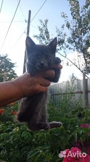 Русская голубая отдам