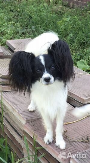 Папийон взрослая девочка