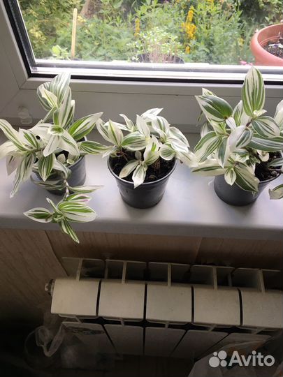 Цветок традесканция белая Альба