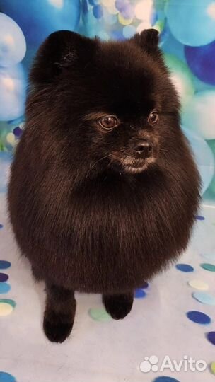 Груминг собак