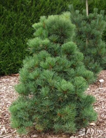 Сосна Румелийская