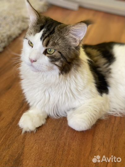 Кот мейн-кун вязка