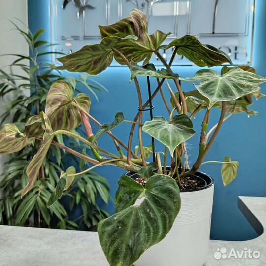 Растение Филодендрон