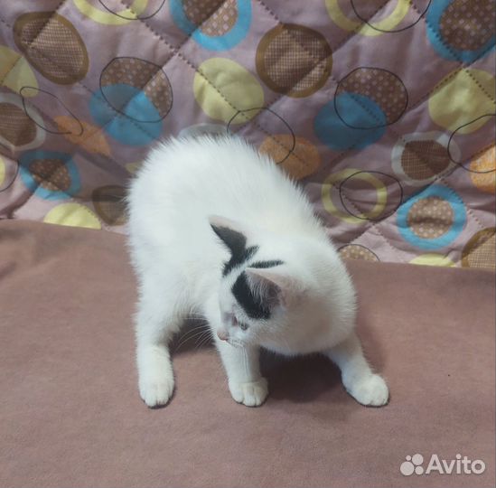 Котик