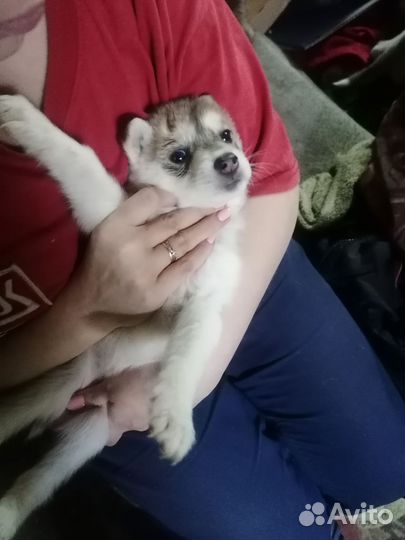 Щенки сибирской хаски