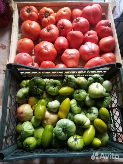 Помидоры дрмашние
