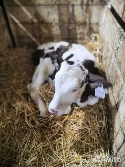 Продажа крс