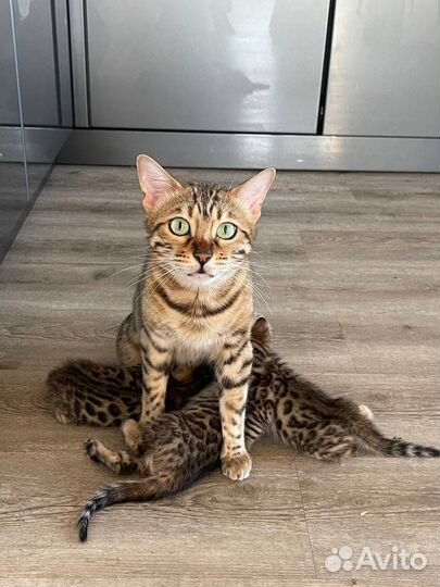 Бенгальские котята