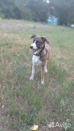 Собака в добрые руки щенок