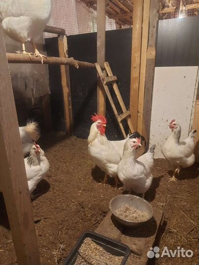 Инкубационное яйцо