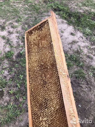 Пчелиная сушь