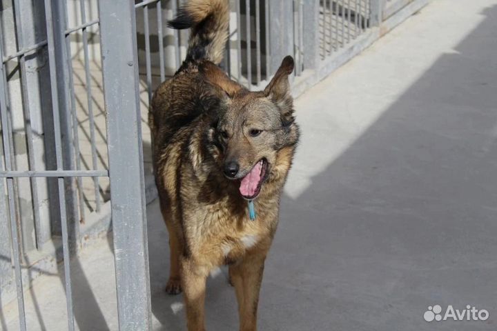 Марта ищет дом