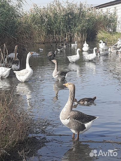 Яйца индеек,гусей,индоуток и куриные