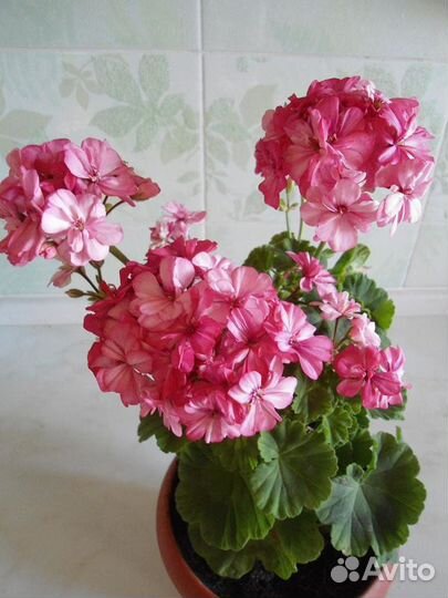 Черенки пеларгонии (герани) Occold Lagoon