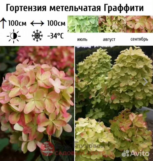 Гортензия метельчатая граффити