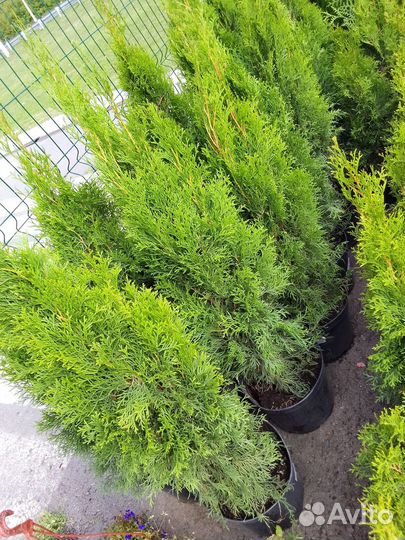 Туя смарагд. Туя брабанд