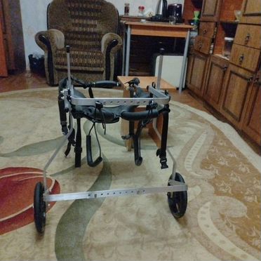 Инвалидная коляска для собак крупных пород