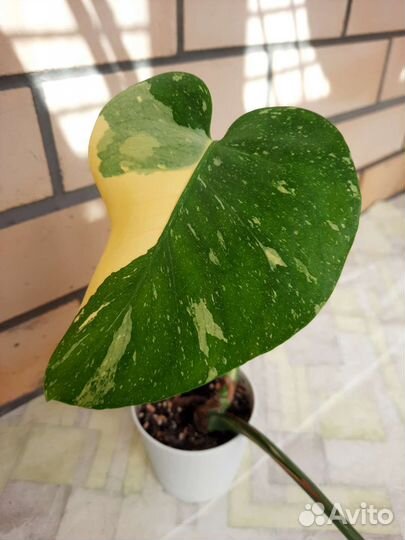 Монстера тайское созвездие