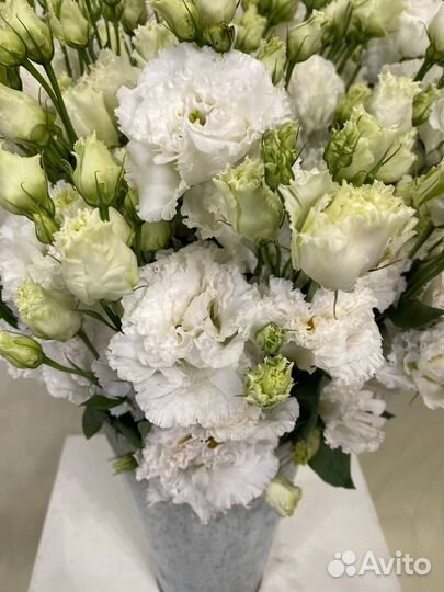 Эустома Розита Вайт